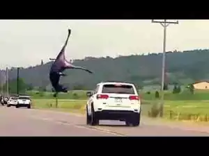 Video: Animals Hit by Cars Compilation including Car hits Bear, Moose, Deer, Cow, Boar